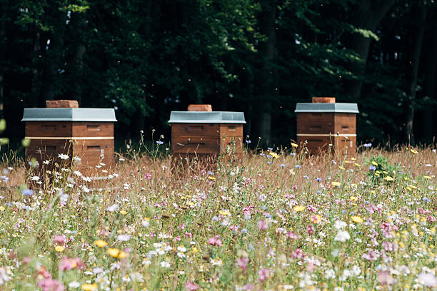 včelí úly u louky